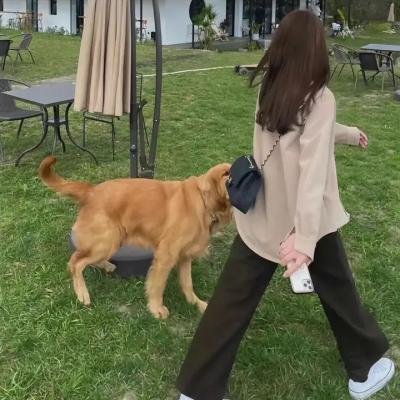 龙公主的冒险